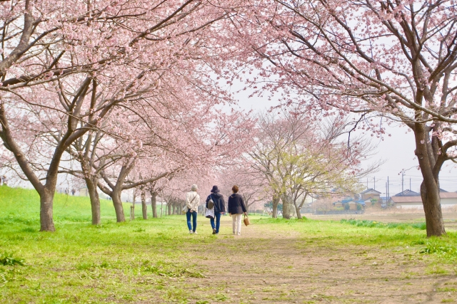 桜並木を歩く