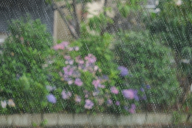 雨の降る日