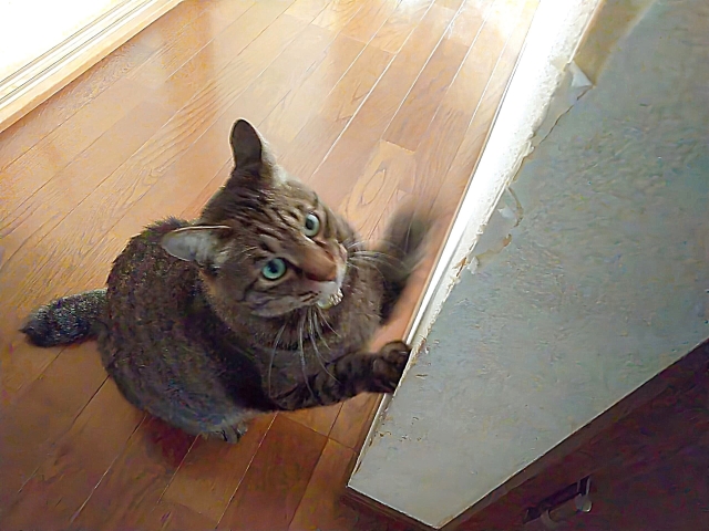 爪をがりがりする猫